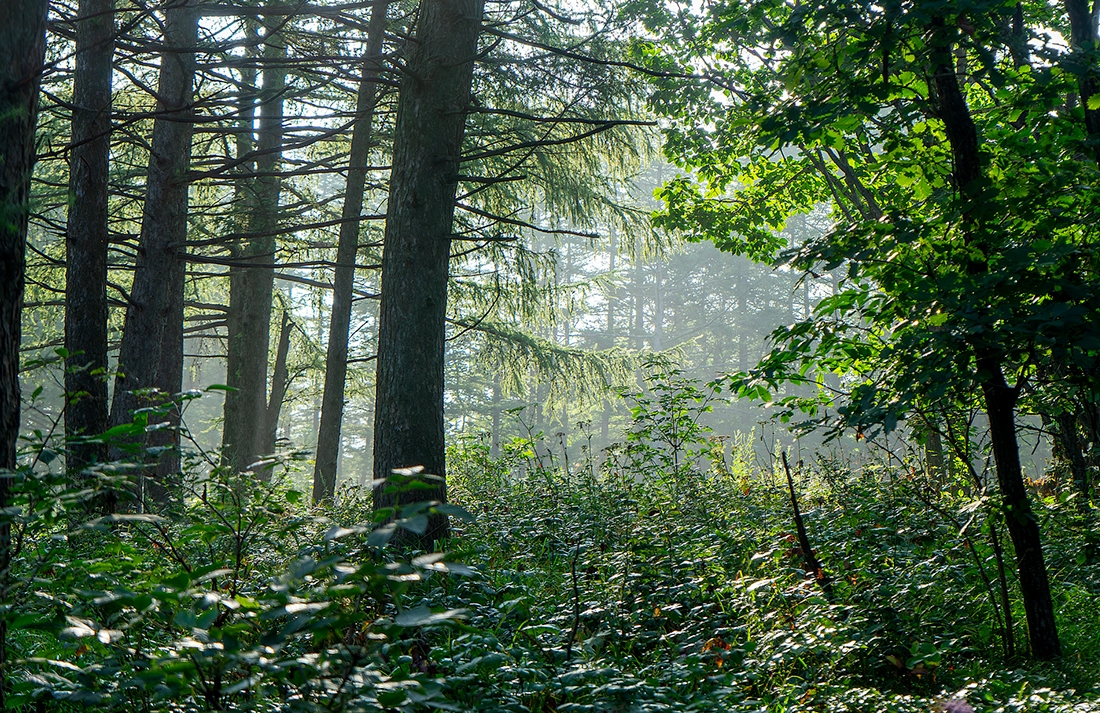 BOSQUE-AMBIENTAL