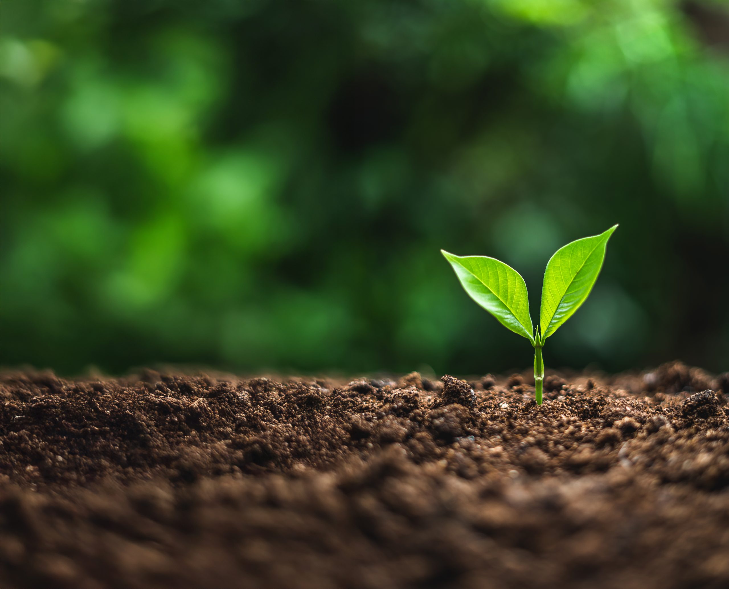 ISTOCK-AMBIENTAL-1