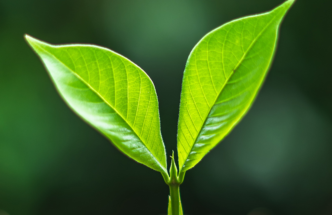 MINIATURA-AMBIENTAL2