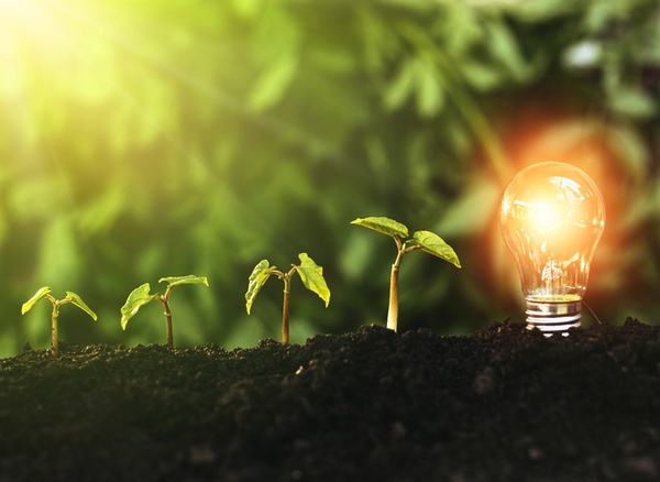 Lightbulb is located on the soil, and plant are growing. Renewable energy generation is essential in the future.