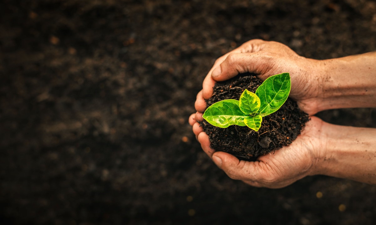 Men hands holding green seedling, sprout over soil. Top view with space for text. Copy space. New life, eco, sustainable living, zero waste, plastic free, earth day, investment concept.