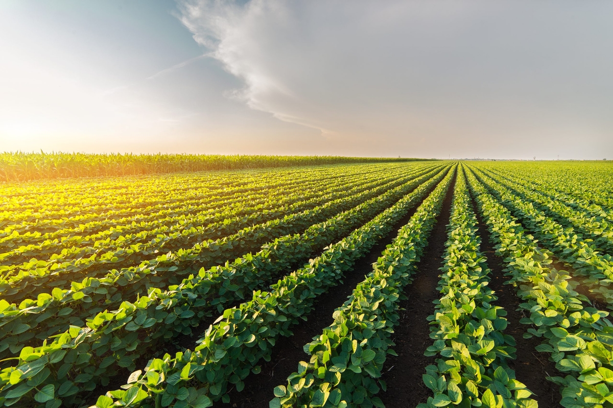 Agricultural soy plantation on sunny day &#8211; Green growing soybeans plant against sunlight