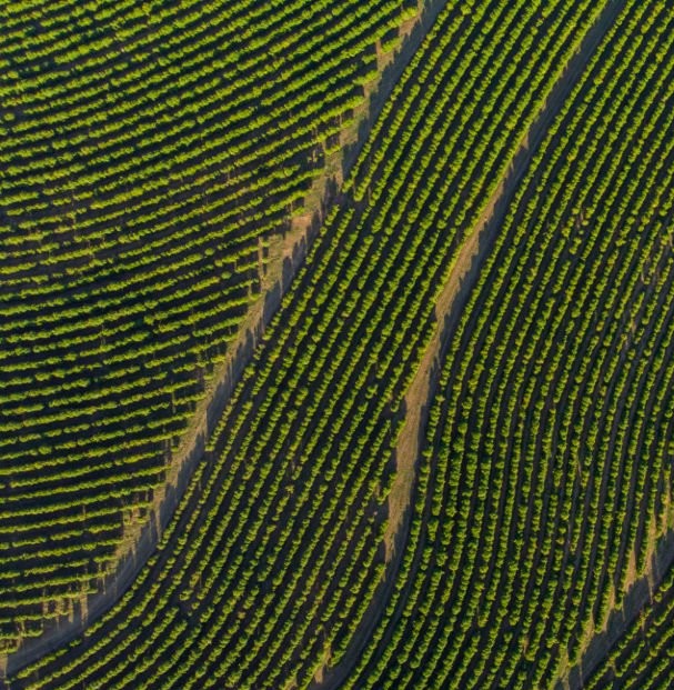 Aerial image of coffee plantation in Brazil.