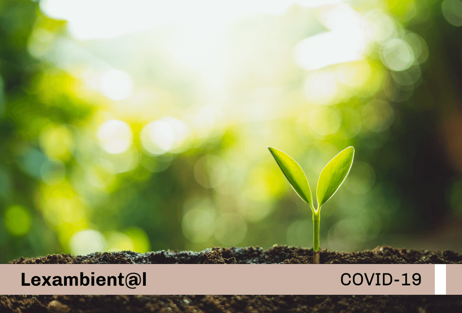 miniatura-covid19-web