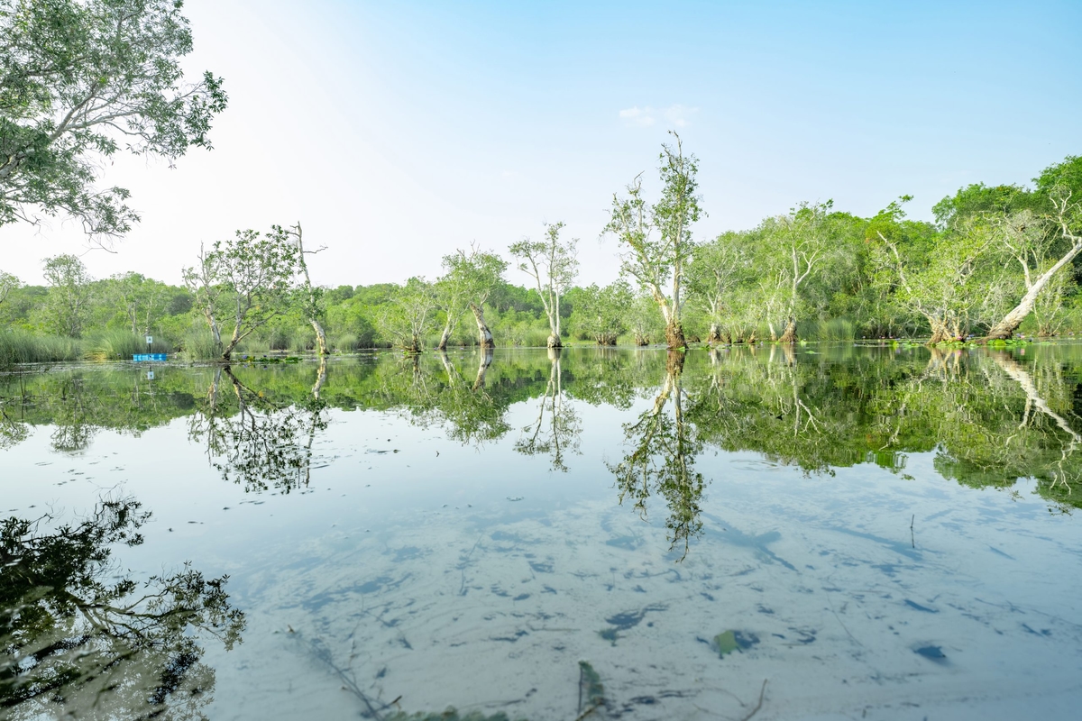 White samet or cajuput trees in wetlands forest with reflections